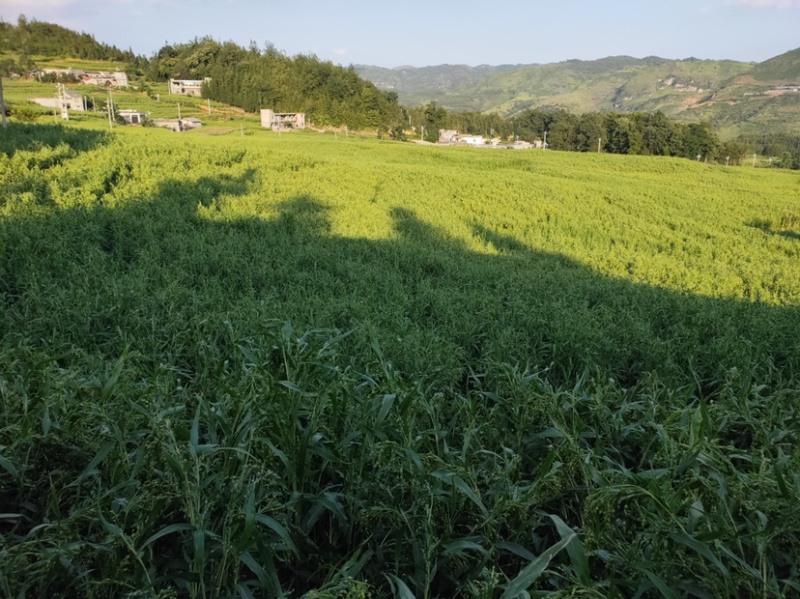 薏米今年收成不错快上新了有需要的老板看过来，