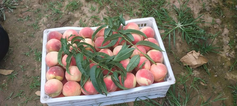 永莲蜜桃大量现货收货中