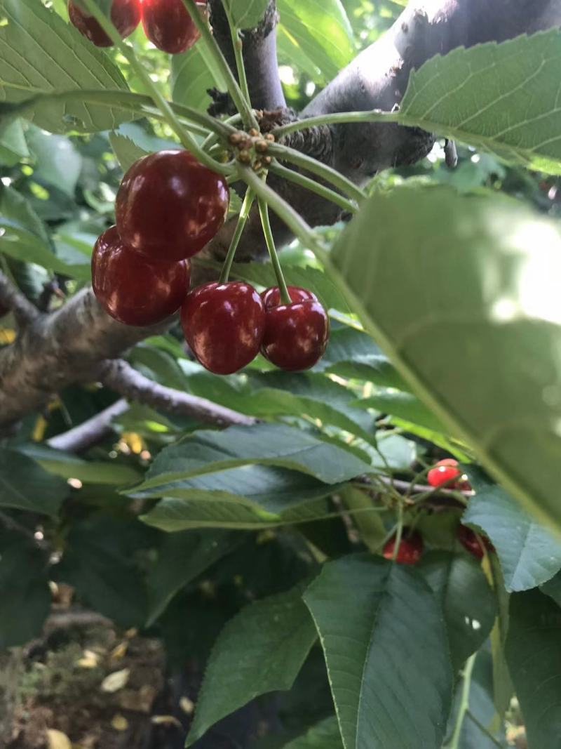 柯迪亚樱桃苗塔玛拉樱桃苗桑缇娜樱桃苗吉塞砧木