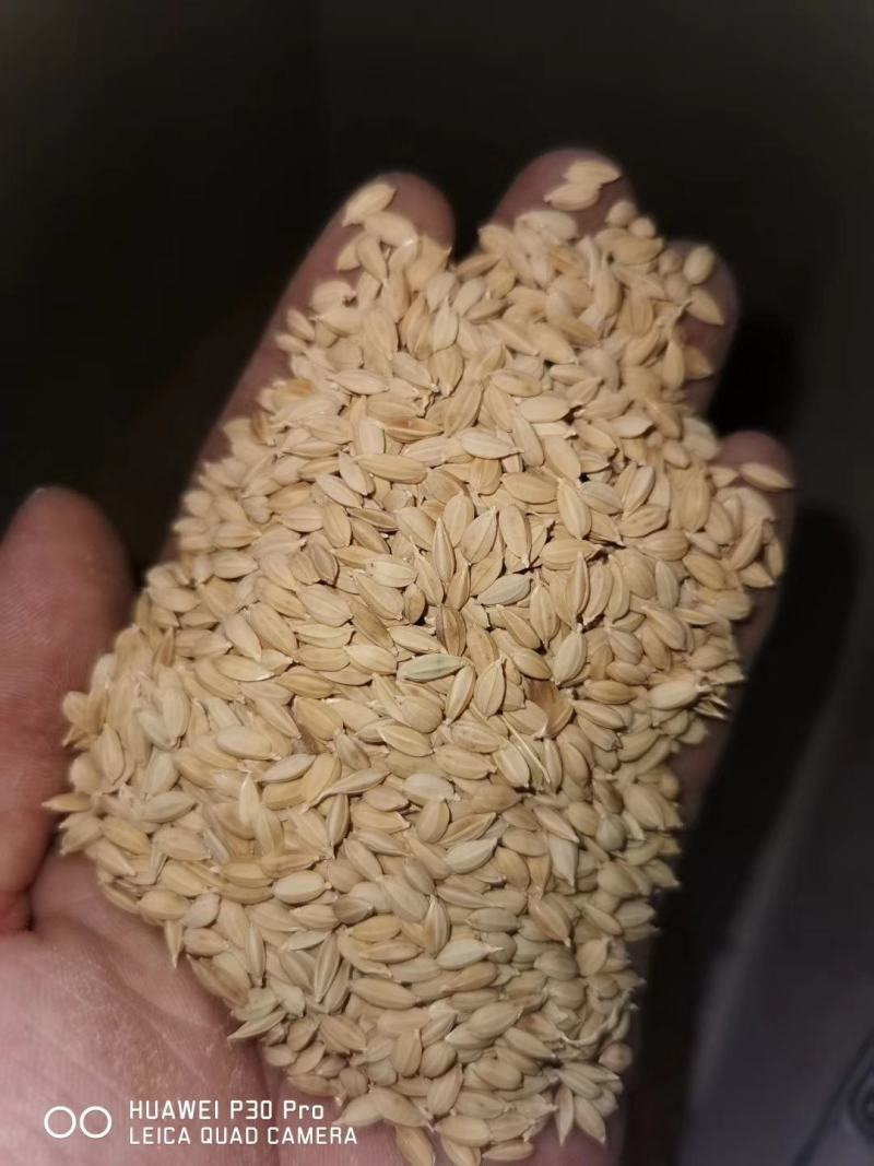 东北优质稻谷诚招合作伙伴