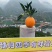 三峡秭归九月红脐橙又名果冻橙马上到了大量上市走货进行中啦