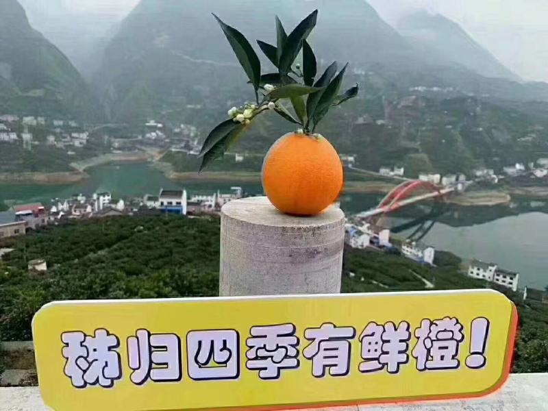 三峡秭归九月红脐橙又名果冻橙马上到了大量上市走货进行中啦
