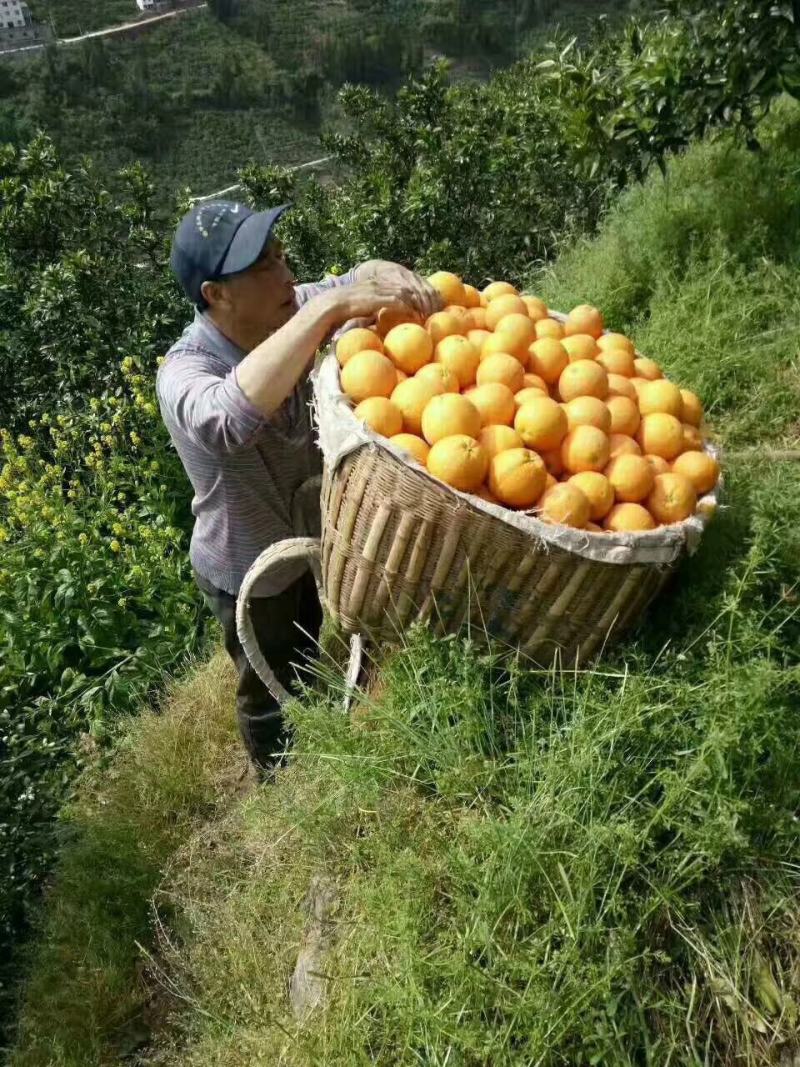 三峡秭归九月红脐橙又名果冻橙马上到了大量上市走货进行中啦