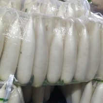 优质白萝卜发全国！！！