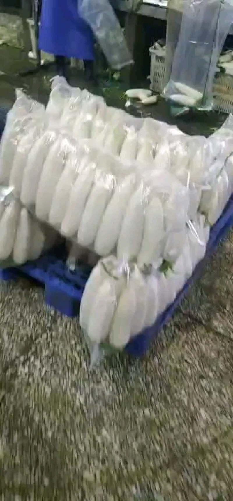 优质白萝卜发全国！！！