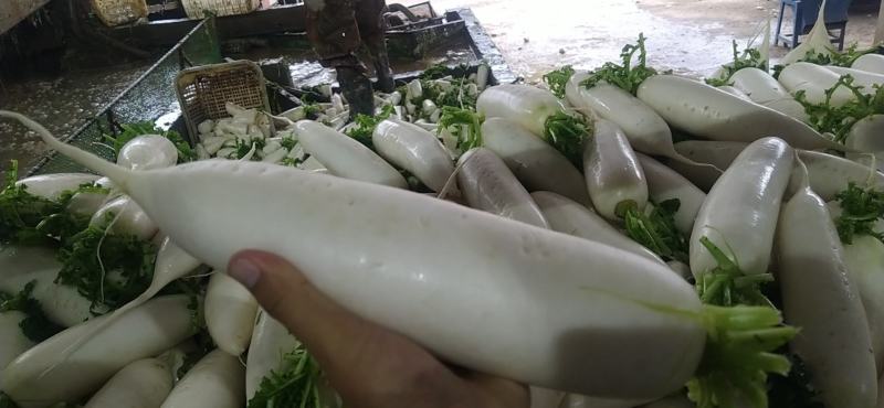 优质白萝卜发全国！！！