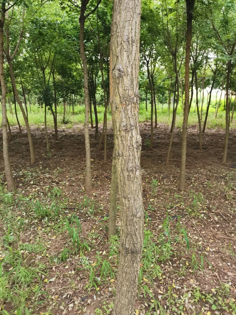 丛生五角枫3米高7公分8公分10公分枫树