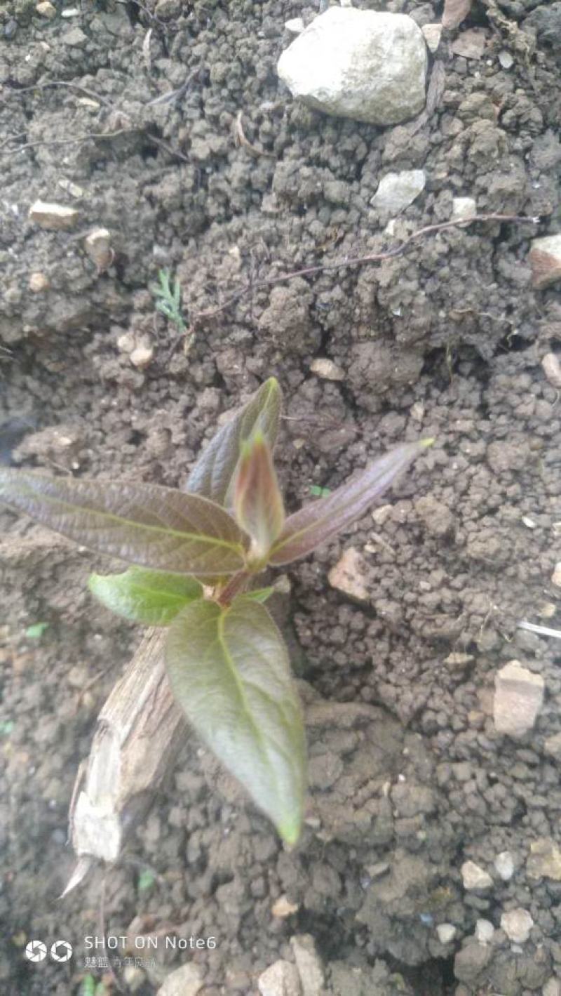 山银花苗今年苗子不错哦！