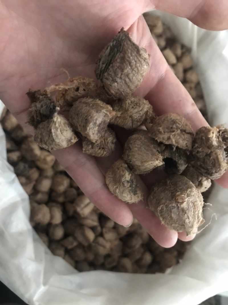 桑螵蛸熟桑螵蛸保庆药业桑螵蛸大棉