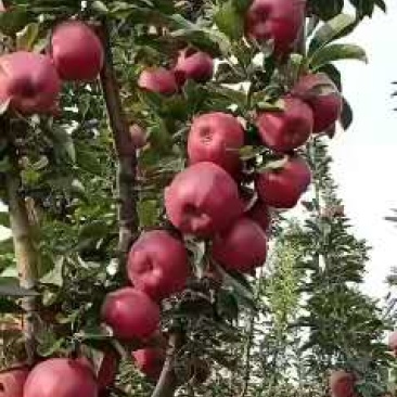 2025年山西花牛大量成熟，欢迎各地客商前来订购
