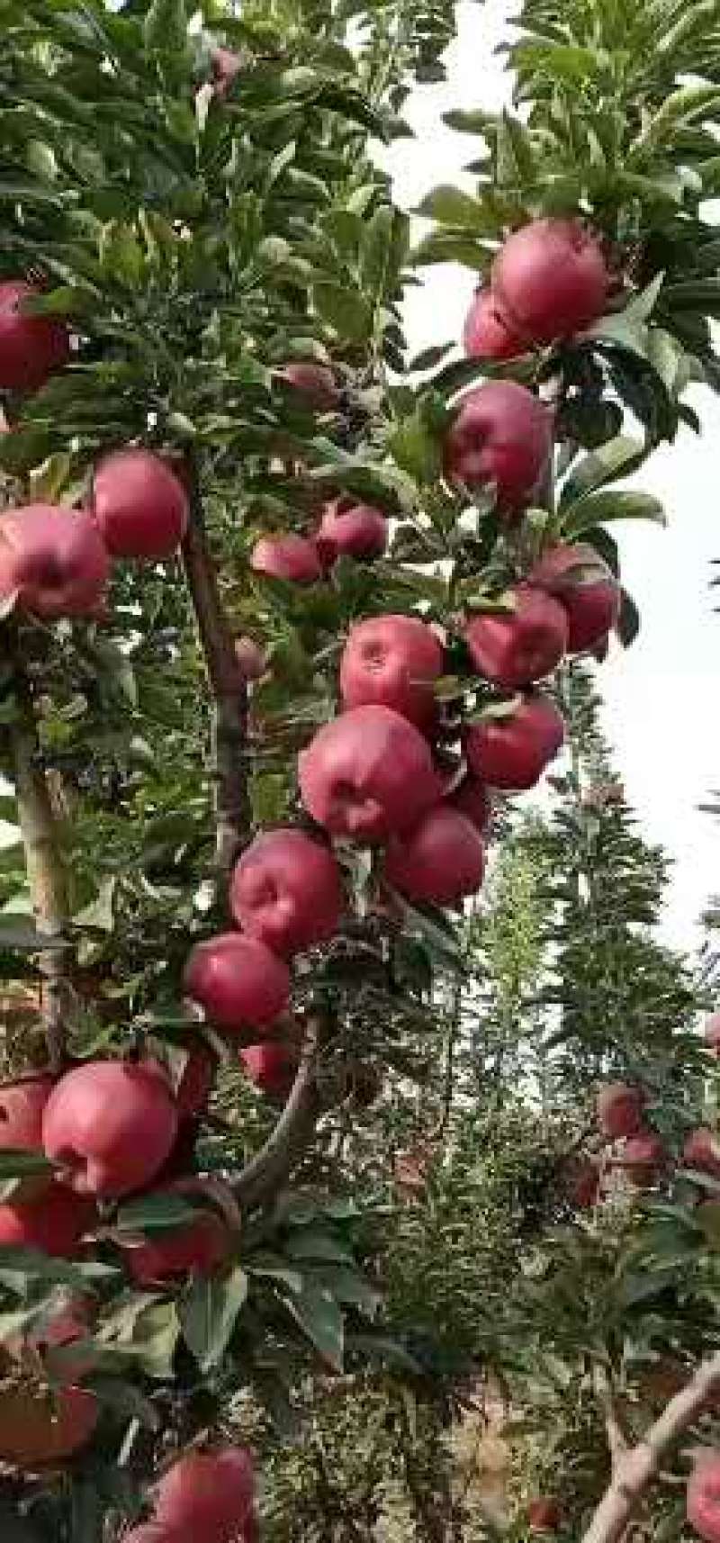 2025年山西花牛大量成熟，欢迎各地客商前来订购