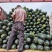 河北省邢台市隆尧县精品地冬瓜上市中