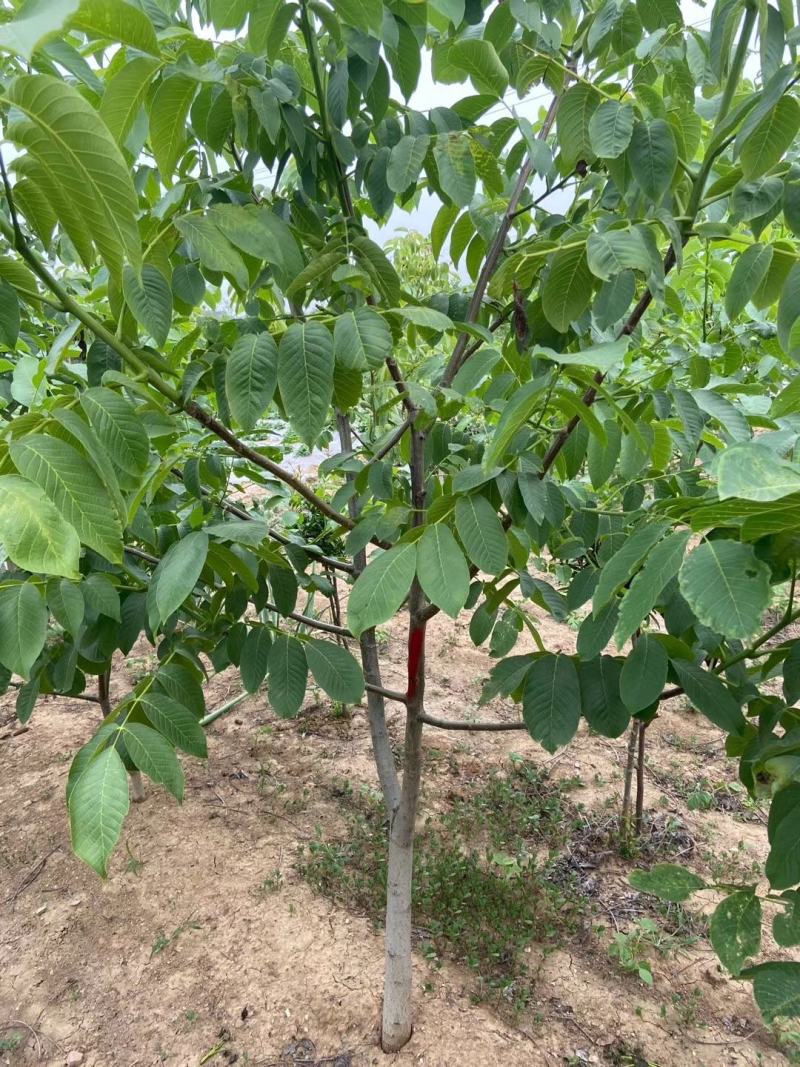 优质脆皮核桃树苗品种全当年结果南方北方种植庭院地栽
