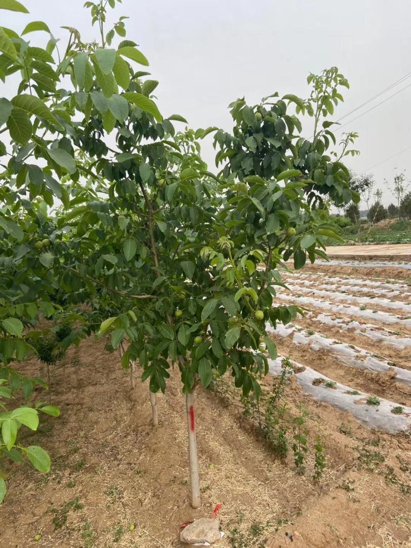 优质脆皮核桃树苗品种全当年结果南方北方种植庭院地栽