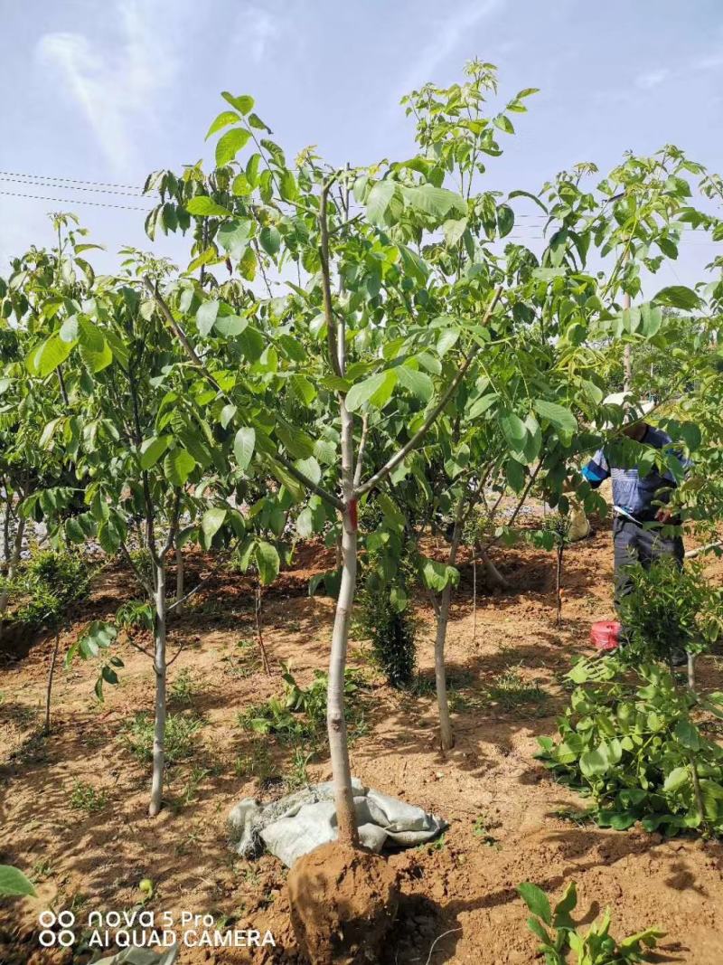 优质脆皮核桃树苗品种全当年结果南方北方种植庭院地栽