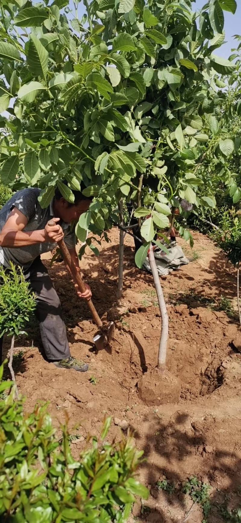 优质脆皮核桃树苗品种全当年结果南方北方种植庭院地栽