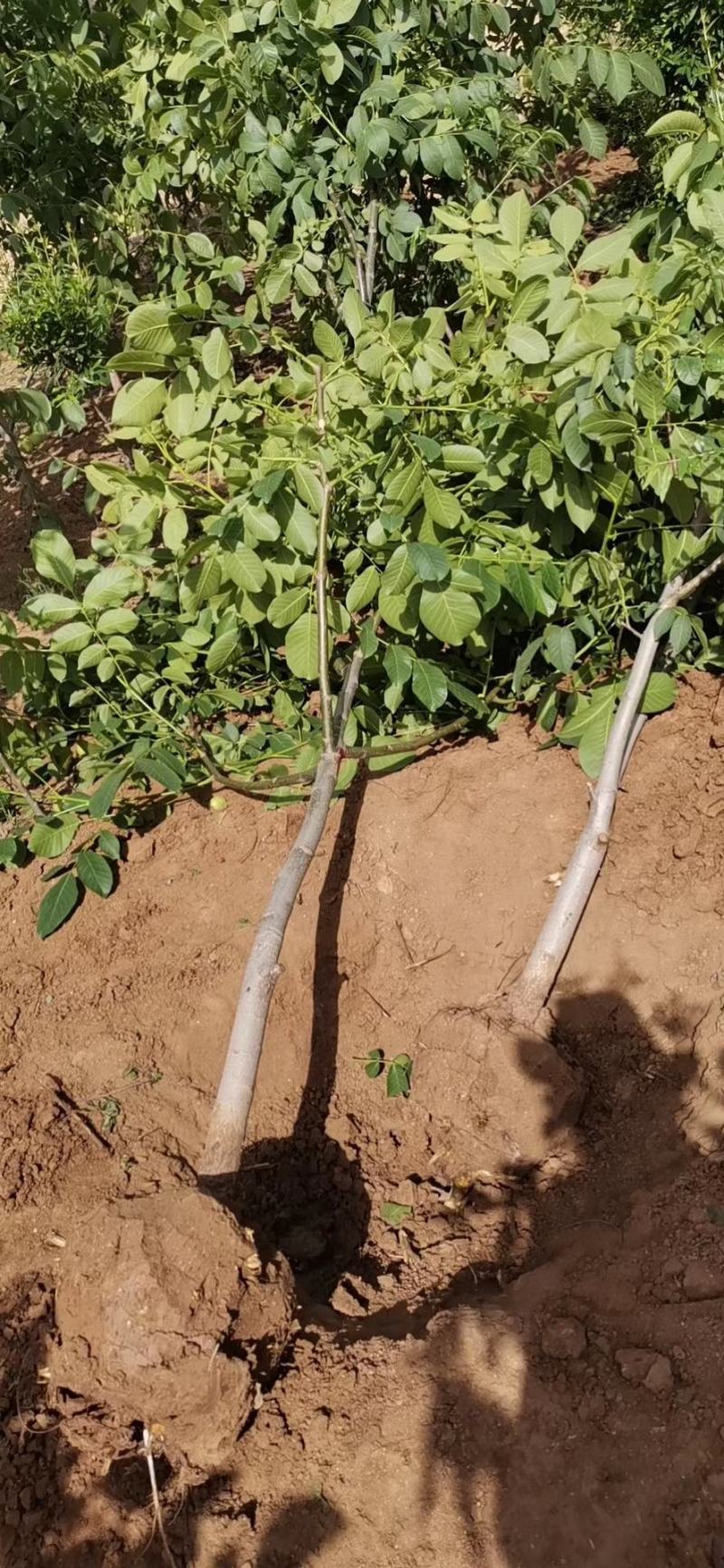 优质脆皮核桃树苗品种全当年结果南方北方种植庭院地栽
