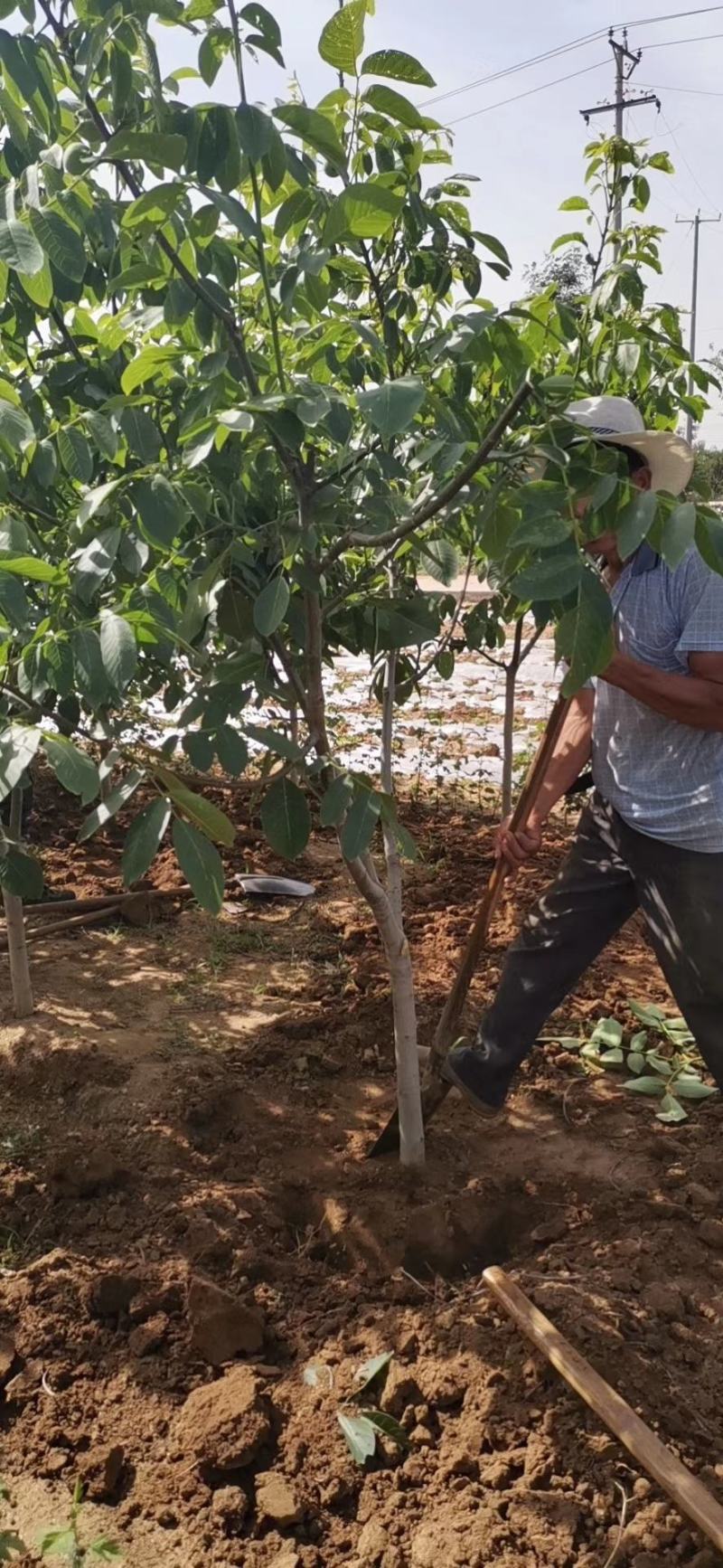 优质脆皮核桃树苗品种全当年结果南方北方种植庭院地栽