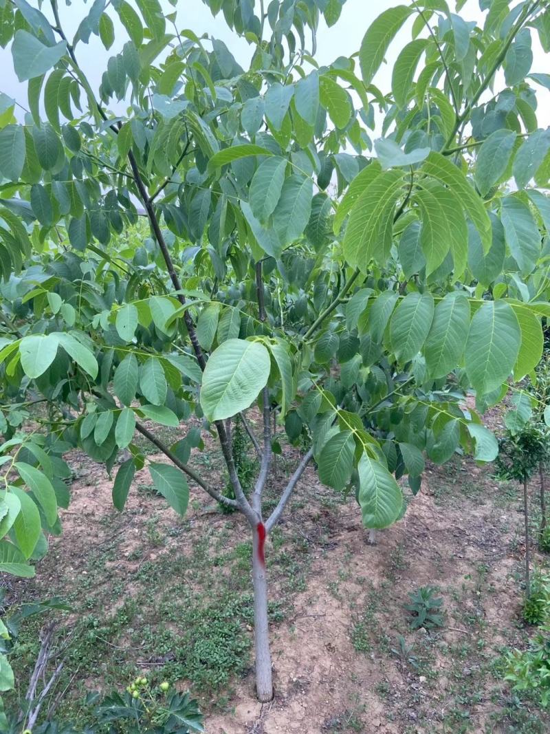 优质脆皮核桃树苗品种全当年结果南方北方种植庭院地栽