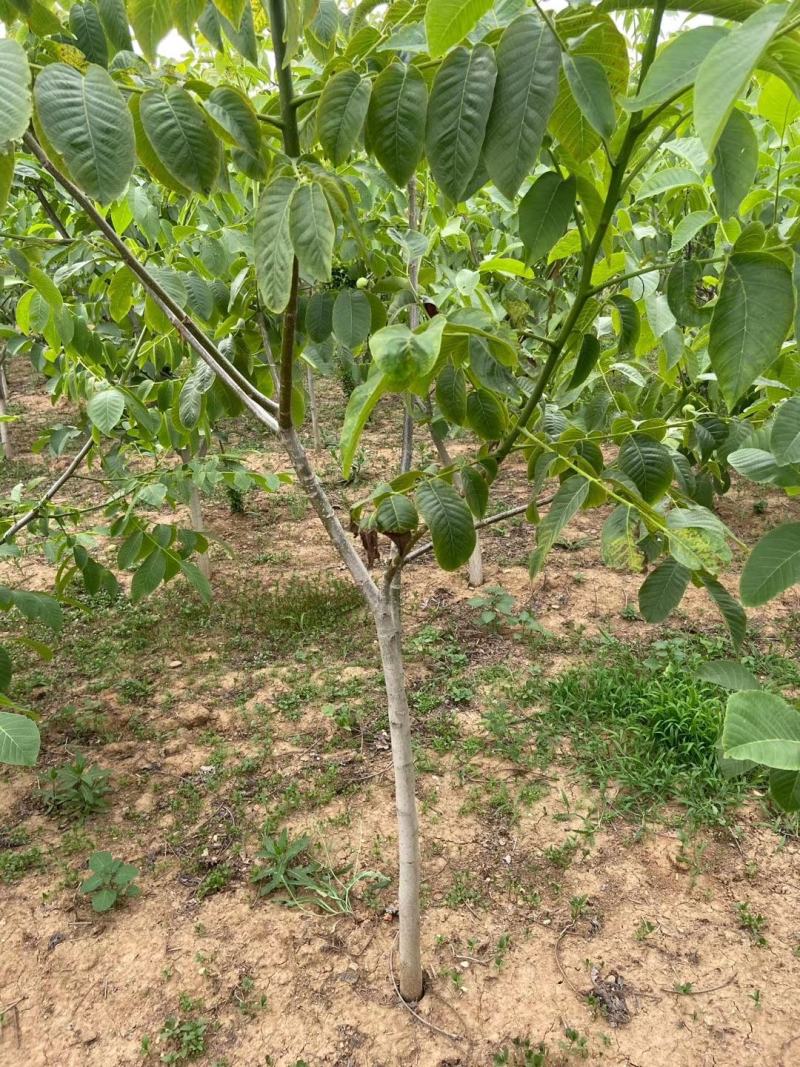 优质脆皮核桃树苗品种全当年结果南方北方种植庭院地栽