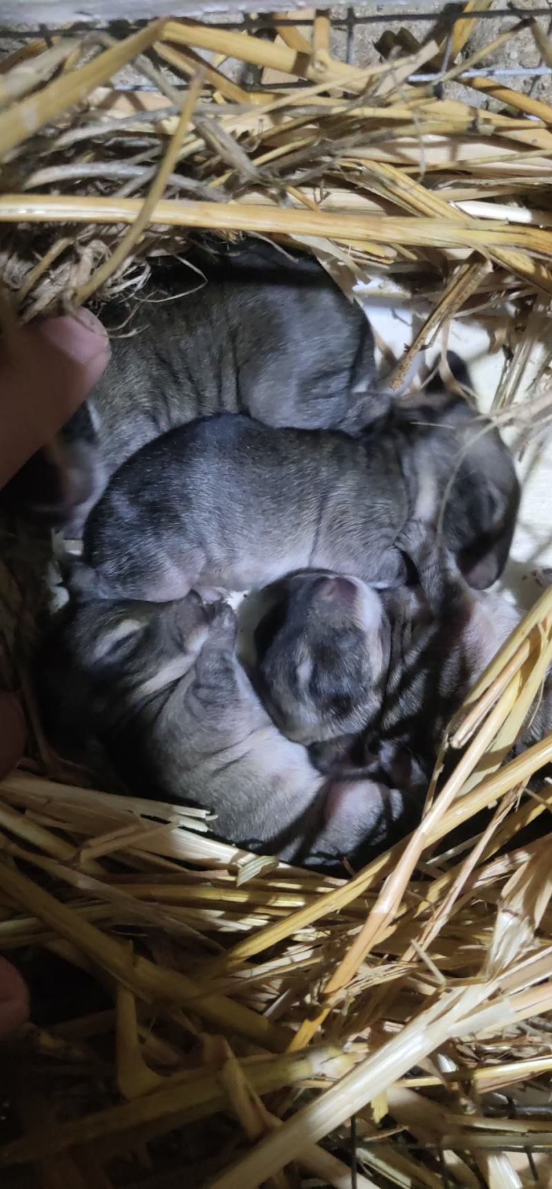 比利时种兔，獭兔，杂交兔