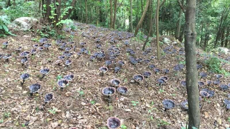 野生紫灵芝断木菌棒，拿回家就能长灵芝可长6-8年的灵芝