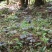 野生紫灵芝断木菌棒，拿回家就能长灵芝可长6-8年的灵芝