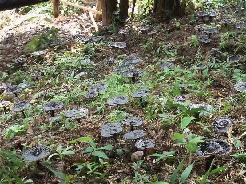 野生紫灵芝断木菌棒，拿回家就能长灵芝可长6-8年的灵芝