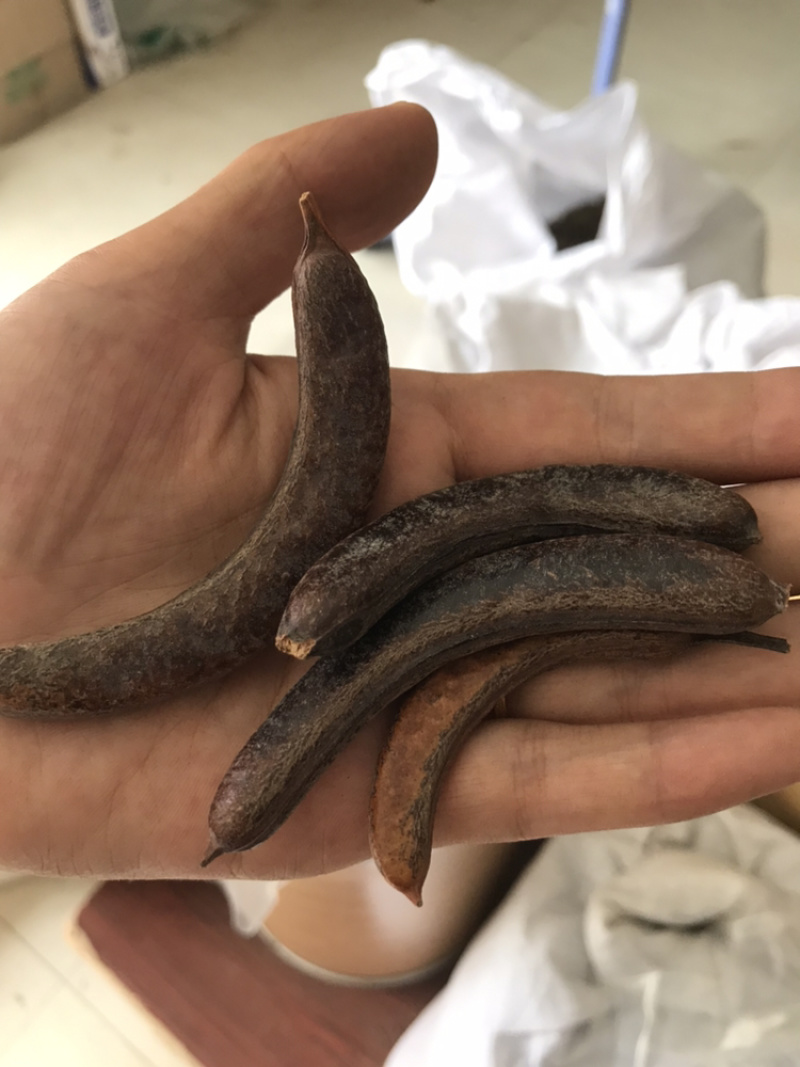 小皂角猪牙皂角小牙皂角猪牙皂实物拍摄！发货如图！