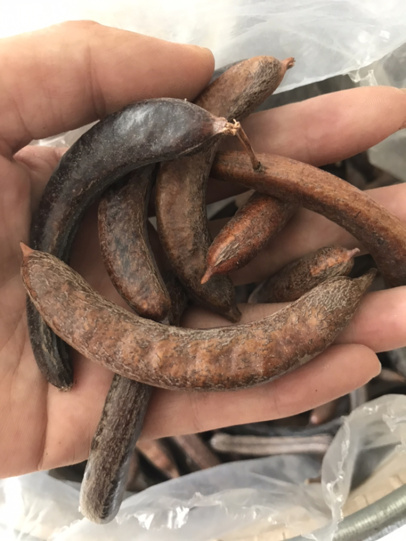 小皂角猪牙皂角小牙皂角猪牙皂实物拍摄！发货如图！