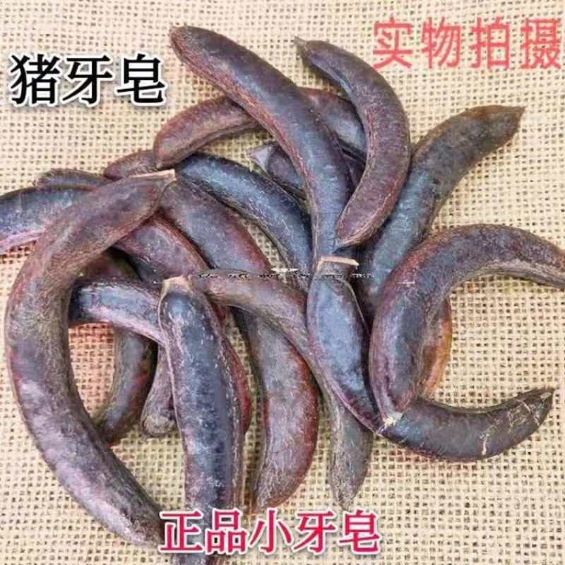 小皂角猪牙皂角小牙皂角猪牙皂实物拍摄！发货如图！