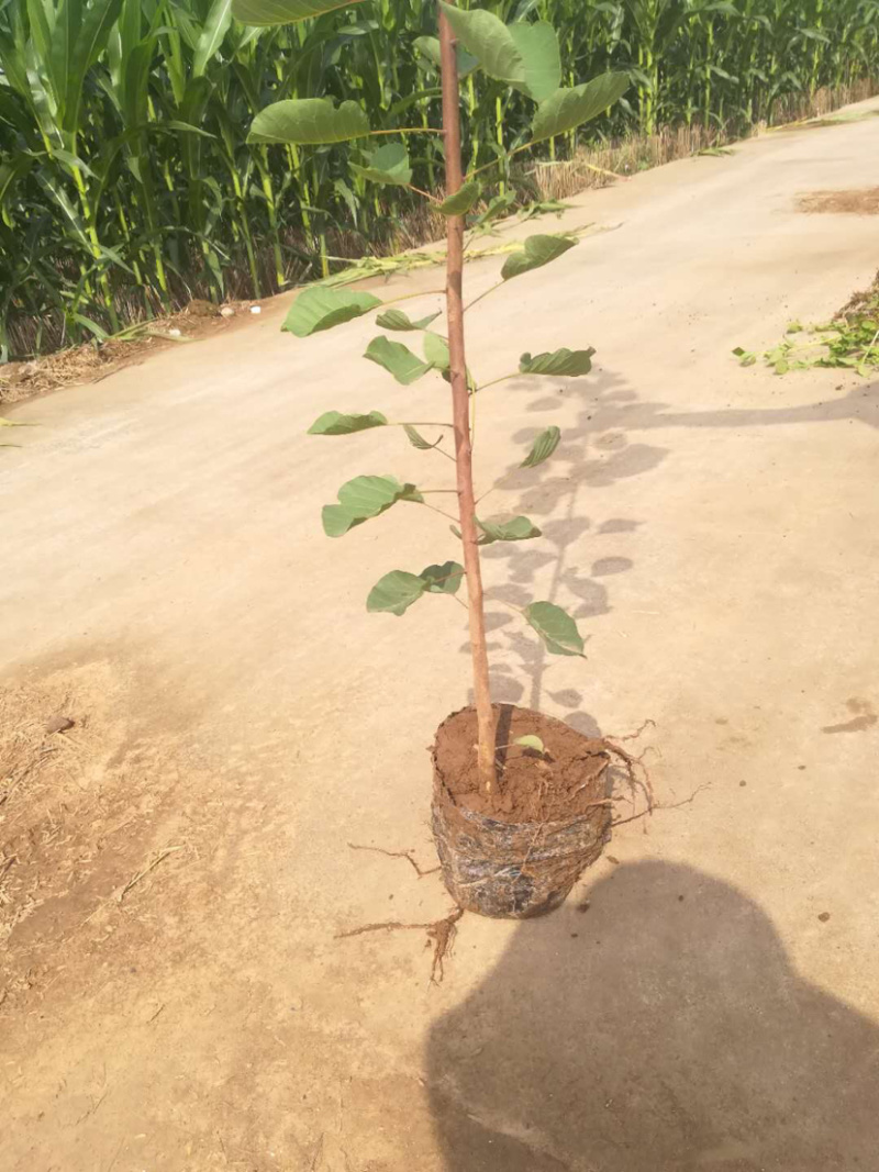 黄栌杯苗地经1.5---2公分