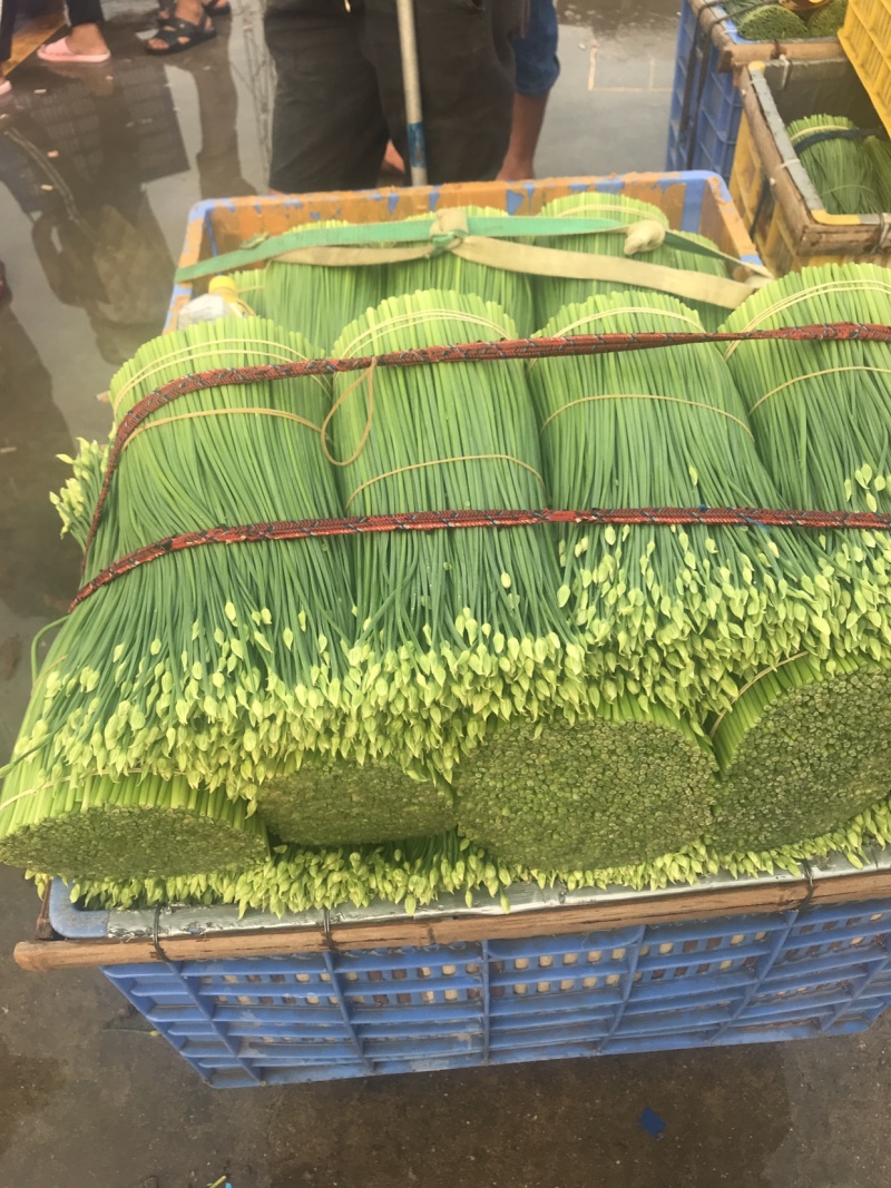 韭菜花25一35厘米