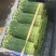 韭菜花25一35厘米