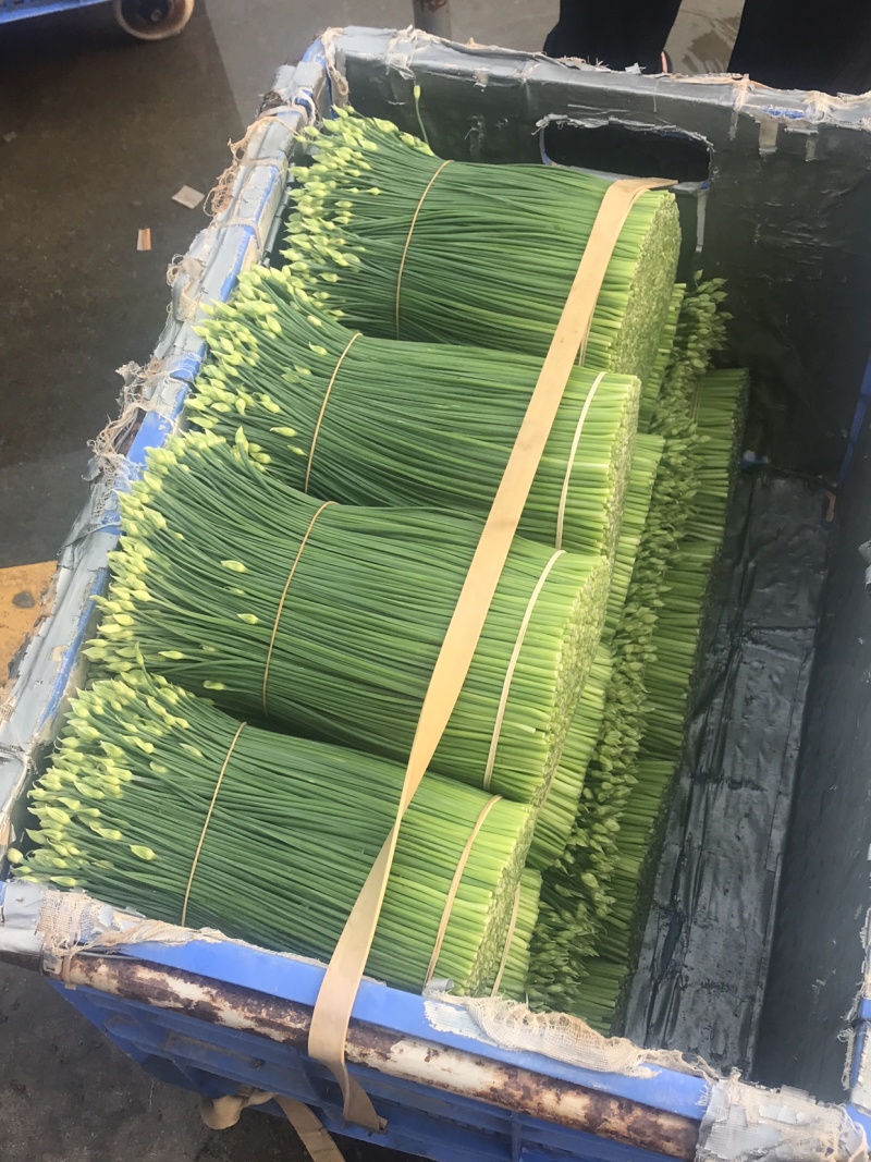 韭菜花25一35厘米