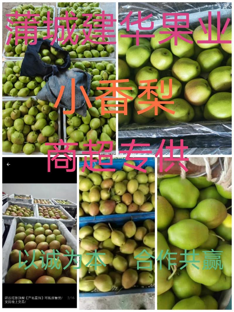 （热销）蒲城红香酥梨大量上市，可以对接各大电商平台