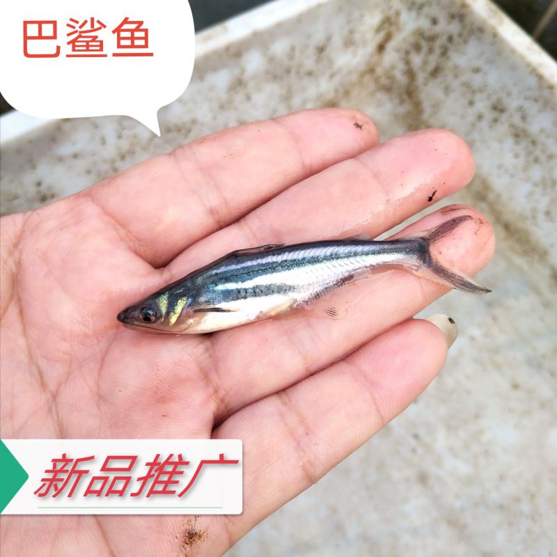 【巴鲨鱼】淡水鲨鱼青花鱼苗鱼场直销提供书面养殖资料