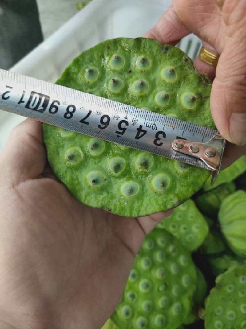 莲蓬湖北新鲜现摘发一手货可开票合作社基地稳定货发全国