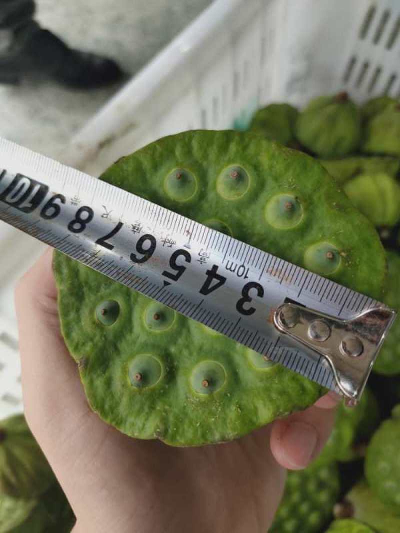 莲蓬湖北新鲜现摘发一手货可开票合作社基地稳定货发全国