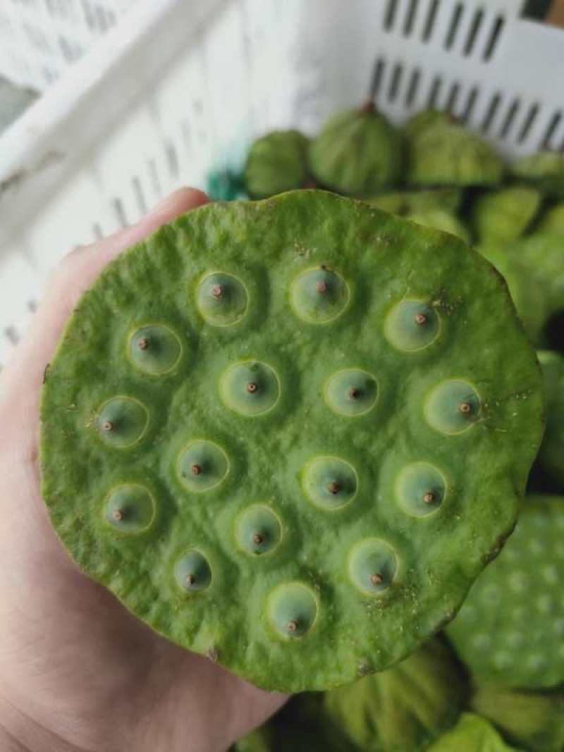 莲蓬湖北新鲜现摘发一手货可开票合作社基地稳定货发全国