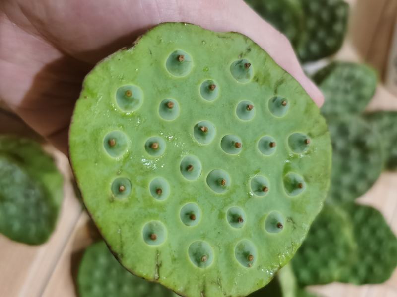 莲蓬湖北新鲜现摘发一手货可开票合作社基地稳定货发全国