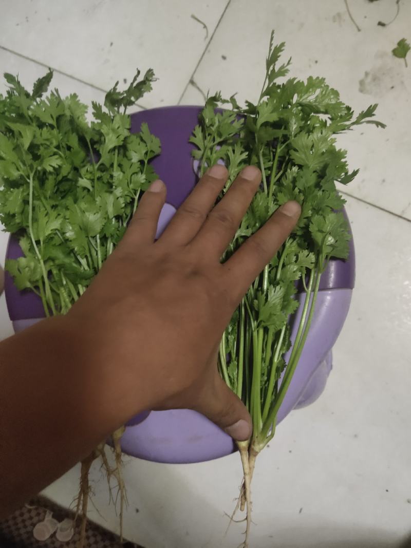 蔬菜欢迎大家来电骚扰