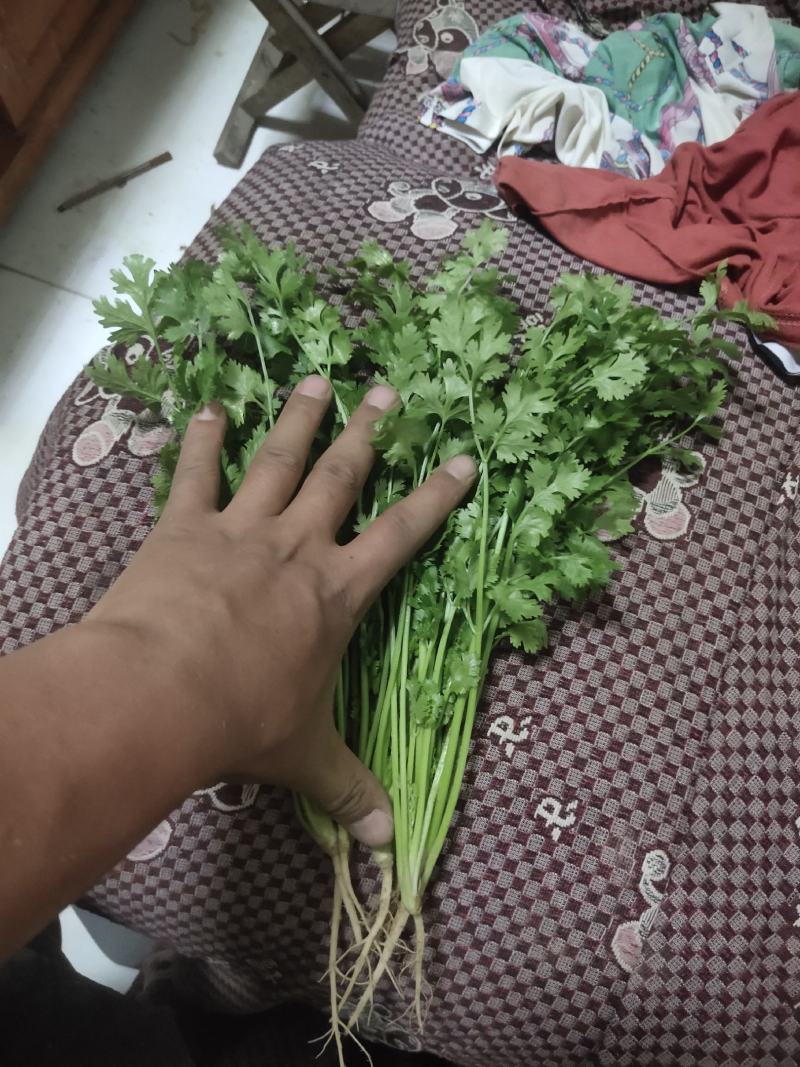蔬菜欢迎大家来电骚扰