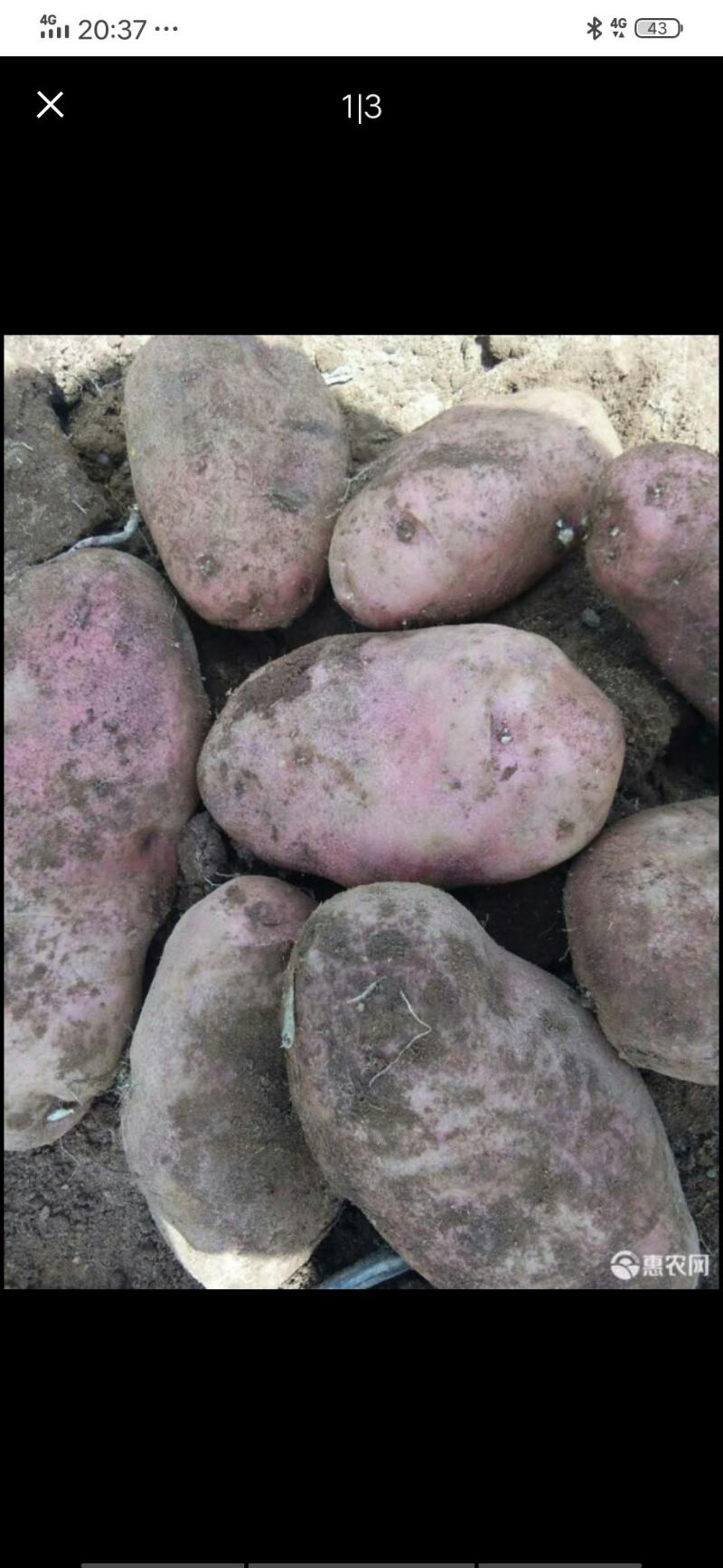 土豆青薯9号现货质优光滑