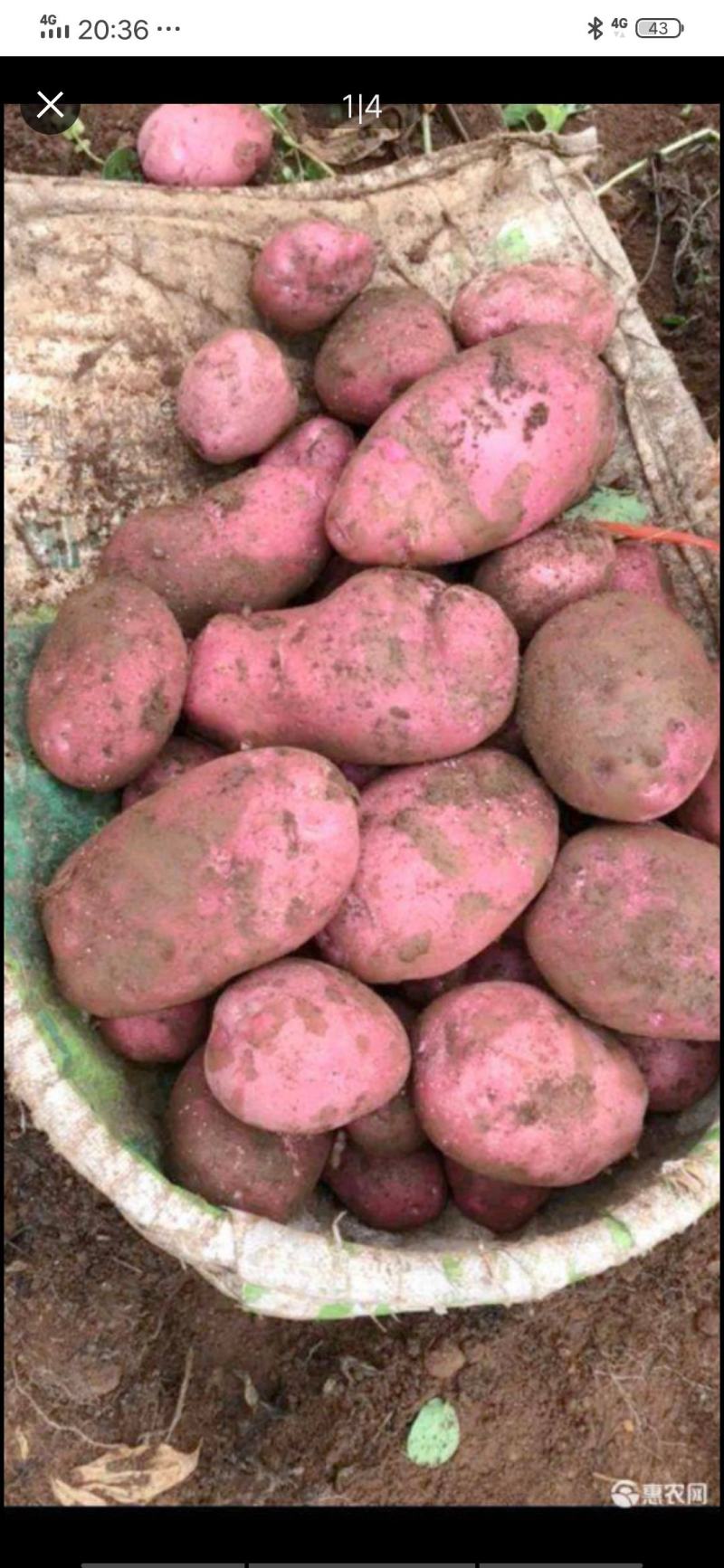 土豆青薯9号现货质优光滑