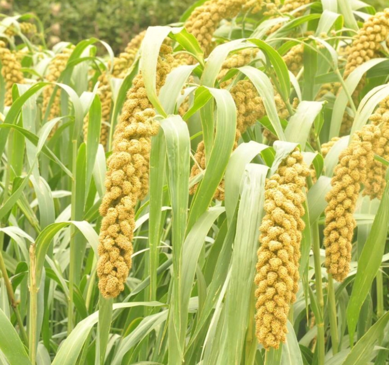 沂蒙山当季新鲜黄小米