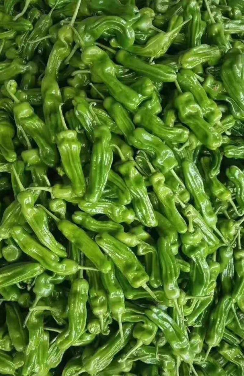 鲜辣椒301尖椒螺丝椒一手货源诚信经营量大从优