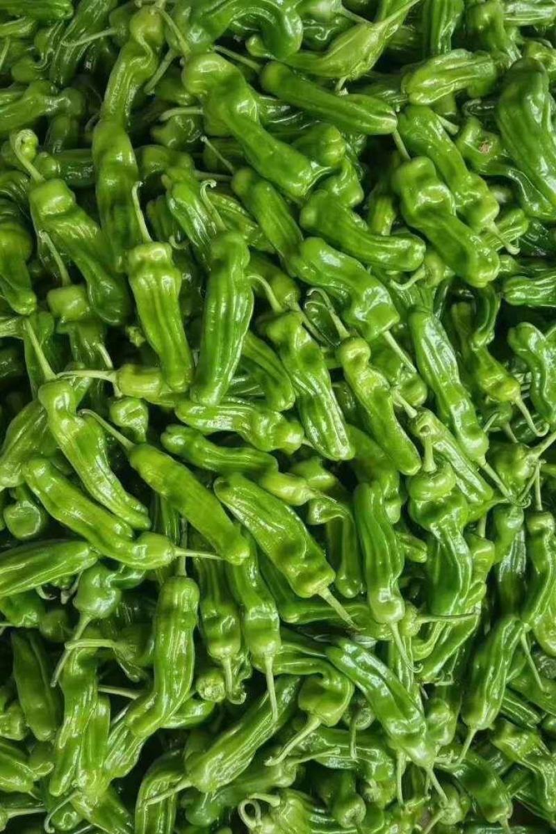 鲜辣椒301尖椒螺丝椒一手货源诚信经营量大从优