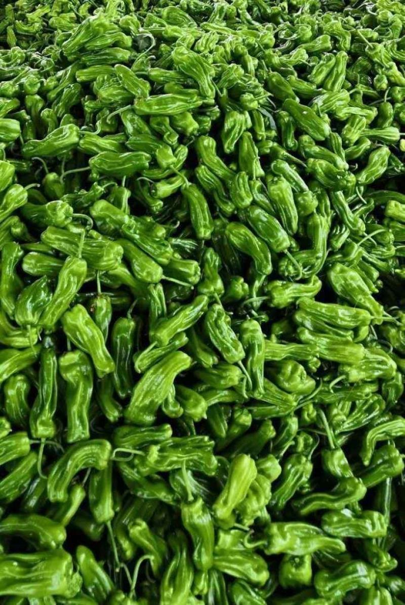 鲜辣椒301尖椒螺丝椒一手货源诚信经营量大从优