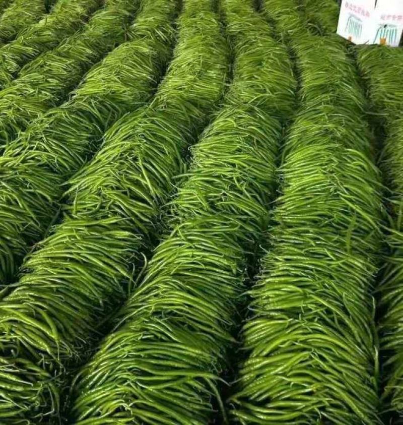 鲜辣椒301尖椒螺丝椒一手货源诚信经营量大从优